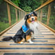 @koda.the.helper.dog