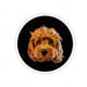@australianlabradoodle.billie