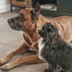 @Balou.and.basco