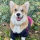 @corgi.sweet.cookie