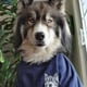 @huskyboykuma