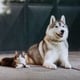 @kiba_siberian