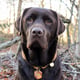 @labradex_nl