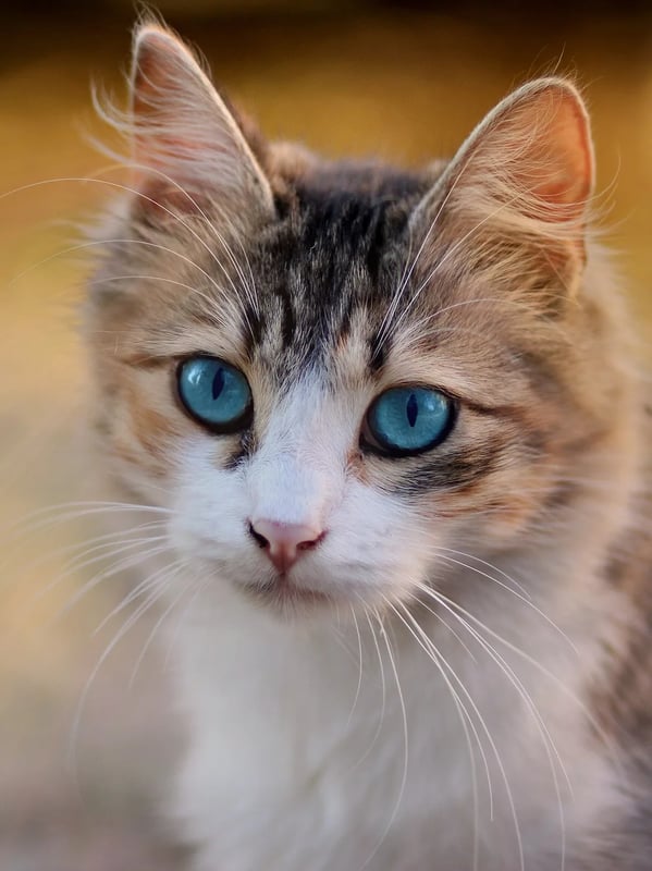 Blue-eyed cat