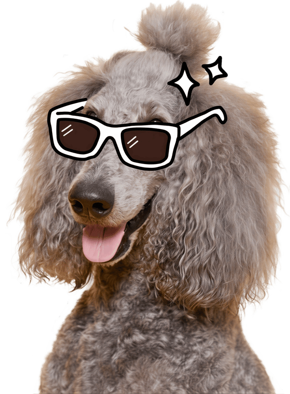 Dog with glasses