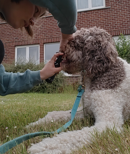 Frescor Diário com Borvo Nutrients Dental Health Spray para Cães
