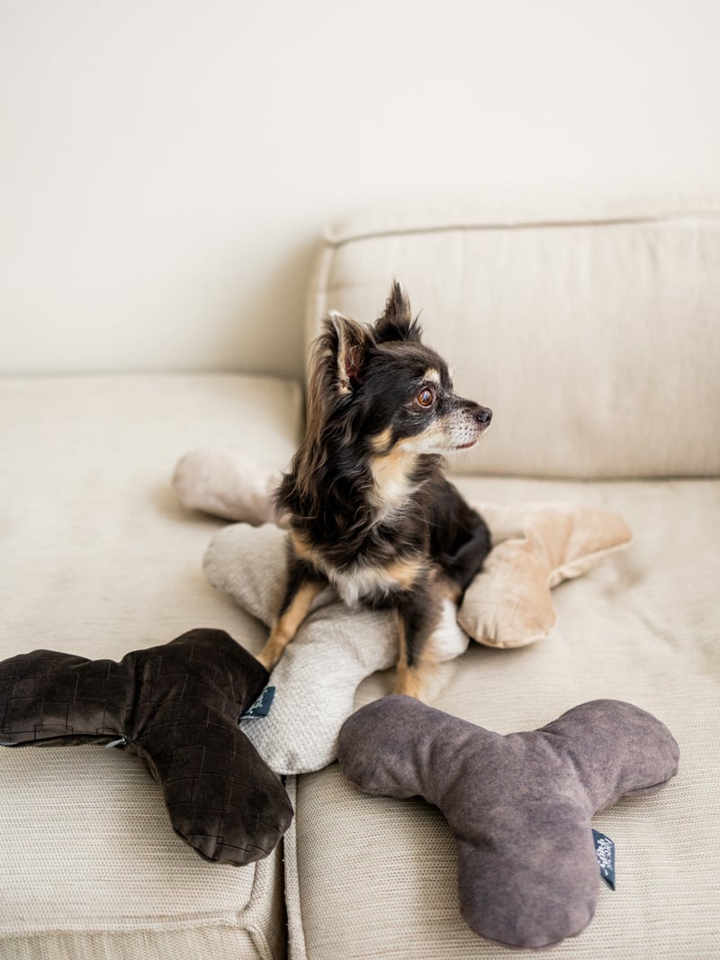 Fancy & Furry Pillow Pawty: Pamper Your Dog With Our Comfortable (neck) Pillow 🐾