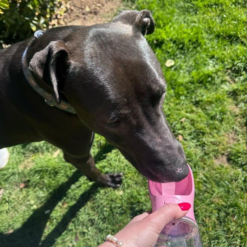Sip, Slurp & Explore! 🐾 - Quench Your Pup's Thirst with Nosey Paws' Hydrate'Em Travel Water Bottle!