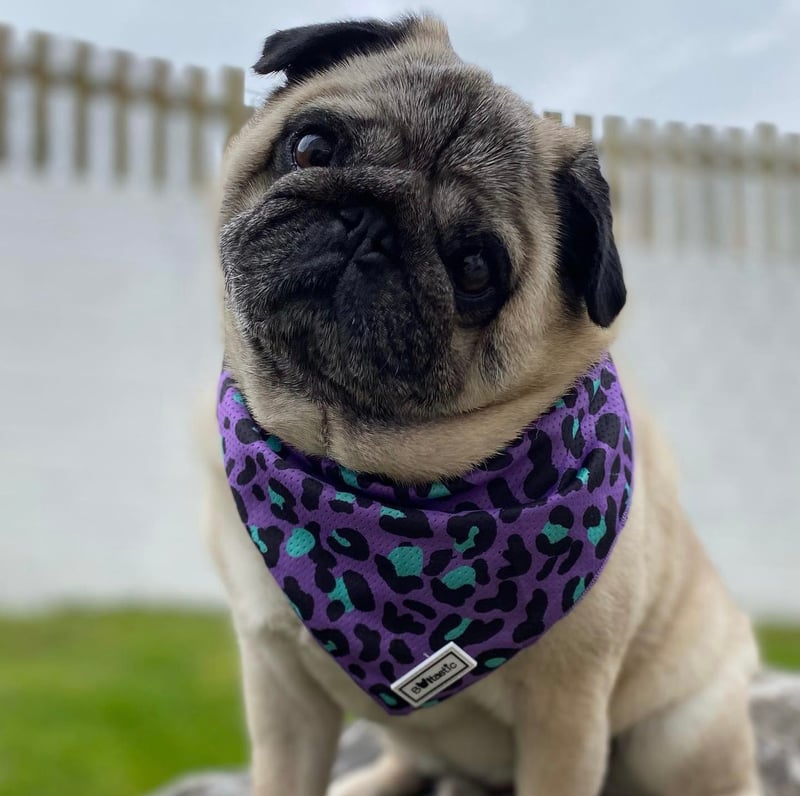 New Bulltastic Bandana Collection