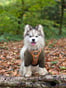 @shadoww_the_pomsky