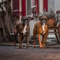 @mick_and_jim_theboxers