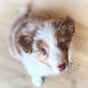 @rafiki.bordercollie
