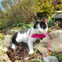 @conna.cats