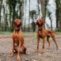 @zoe.thevizsla
