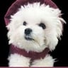 Louie de Coton