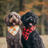 Mostly Sunny for Dogs