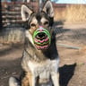 Trust Your Dog