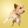 Edition Dog Live