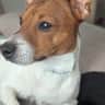 @milo.jack.russell.terrier1