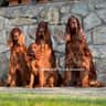 @saturnii.irishsetters
