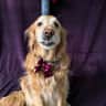 @guidedogrose