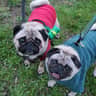 @mypugbucky