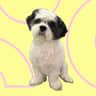 @mr.paquitothedog