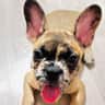 @oh_na_la_frenchie
