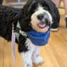 @mochitheworkingdog