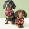 @buddy.freddie.dachshunds