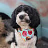 @mochitheworkingdog