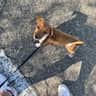 @pako_dogstar