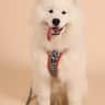 @mooshpotatothesamoyed