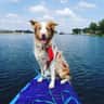 @rafiki.bordercollie
