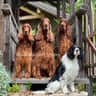 @saturnii.irishsetters