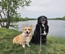 serviceablesnoots