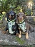 @hugo_and_ottos_adventures