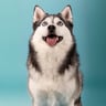 pomsky.akyra