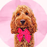 willows_cockapoo_adventures