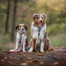 kooikeraussie_adventures