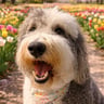 ruffothesheepadoodle