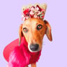 sichatheminidachshund