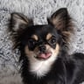 lokidechihuahua