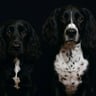 cheekyspaniels_