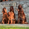 saturnii.irishsetters