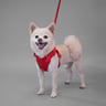 itsbaileythepomchi