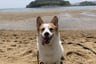 @daonthecorgi