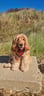 @cooper96_thecockerspaniel