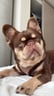 milothefluffy0