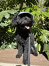 leo.labdoodle